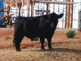 Black cow