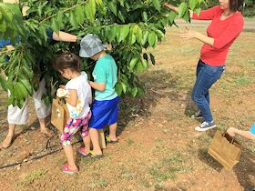 Adult and kids picking cherries