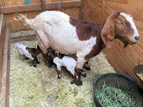 Mommy goat nursnig baby goats