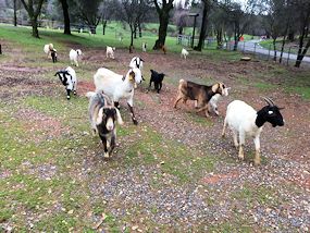 Heard of goats